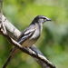 Varied Triller - Photo (c) Dr Gill Ainsworth, all rights reserved, uploaded by Dr Gill Ainsworth
