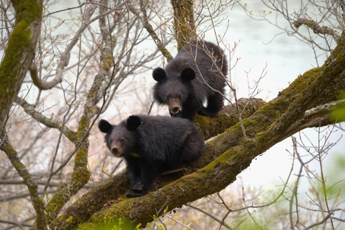 Asian Black Bear