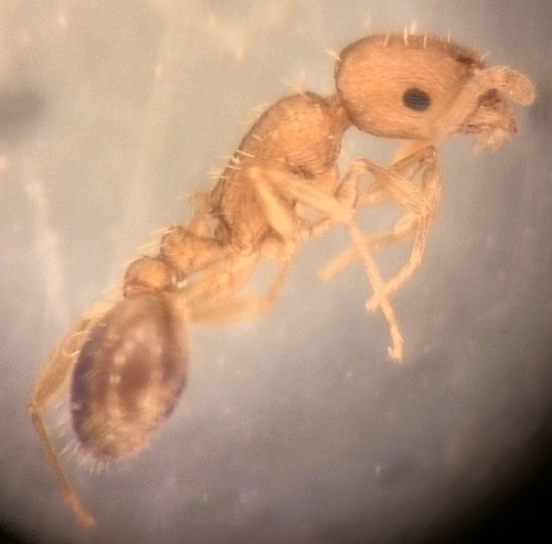 Temnothorax luteusTemnothorax luteus