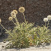 Echinops cornigerus - Photo (c) Ori Fragman-Sapir, all rights reserved, uploaded by Ori Fragman-Sapir