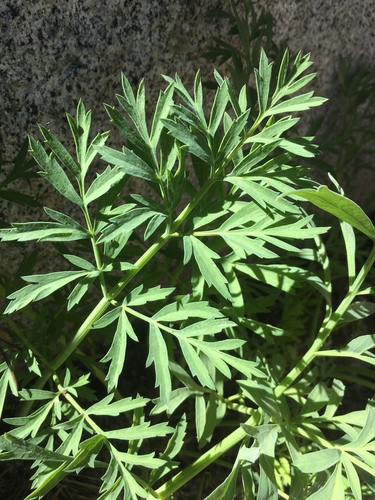 Ranger's Buttons foliage