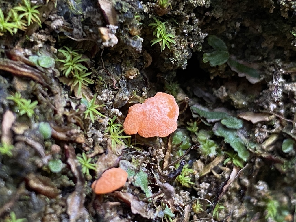 Red Raspberry Slime Mold From Bosque La Primavera Pinar De La Venta red-raspberry-slime-mold-from-bosque-la-primavera-pinar-de-la-venta
