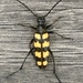 Four-banded Longhorn Beetle - Photo (c) Silvie Lintimerová, all rights reserved