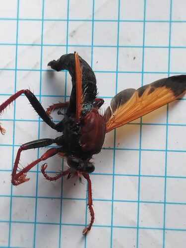 Asilus barbarus