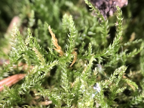 bryhnia moss (Bryhnia graminicolor)