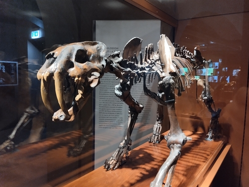 North American Saber-tooth Cat (Smilodon fatalis) — Data Deficient Mammalia