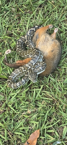 Coastal Carpet Python sighting