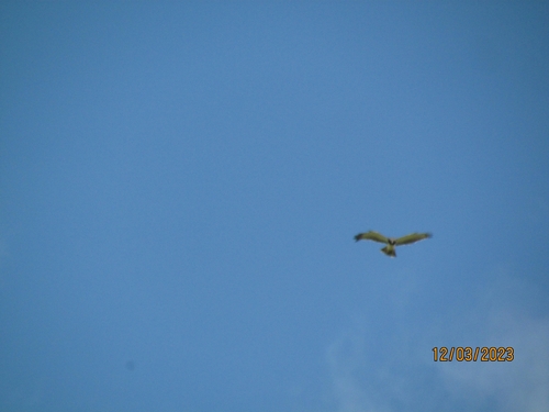 Black-chested Snake-Eagle