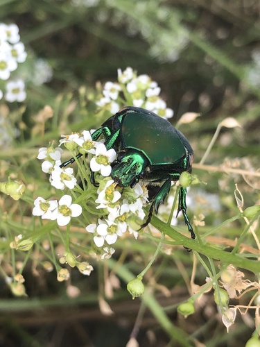 Figeater Beetle