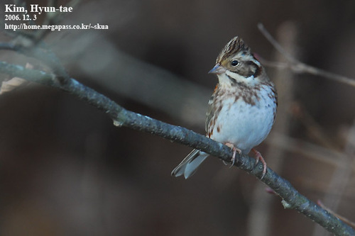 Rustic Bunting