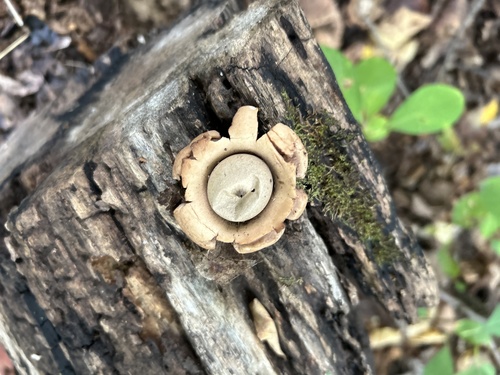 Geastrum triplex