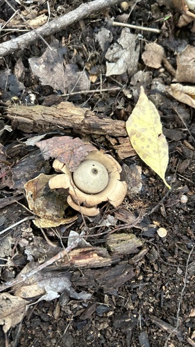 Geastrum triplex (Photo 2 of 4)