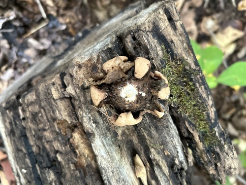 Geastrum triplex (Photo 3 of 4)