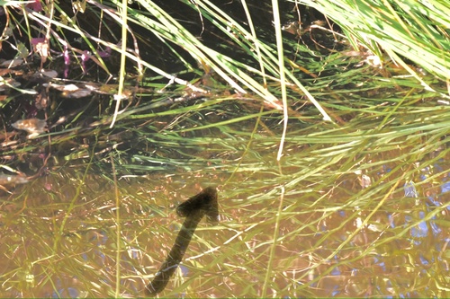 iNaturalist observation photo of Northwestern Pond Turtle