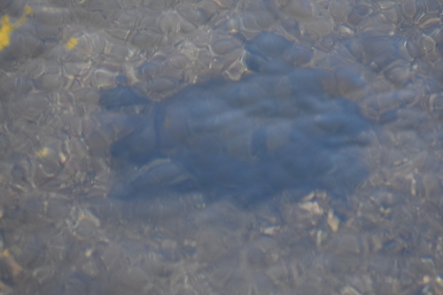 iNaturalist observation photo of Northwestern Pond Turtle