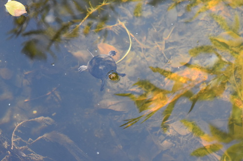 iNaturalist observation photo of Northwestern Pond Turtle