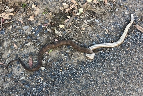 Eastern Brown Snake sighting