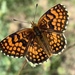 Southern Heath Fritillary - Photo (c) steg, all rights reserved