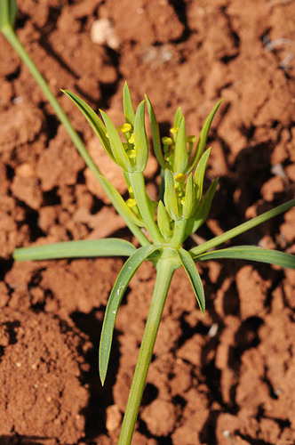 Bupleurum brevicaule