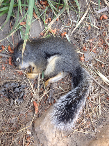 iNaturalist observation photo of Douglas's Squirrel