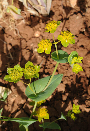 Bupleurum subovatum Link ex Spreng.