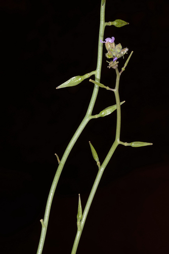 Cakile arabica