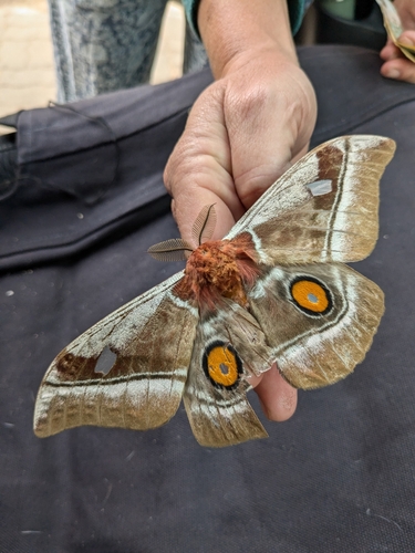 Cabbage Tree Emperor