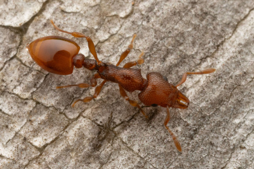 Mesostruma eccentricaMesostruma eccentrica