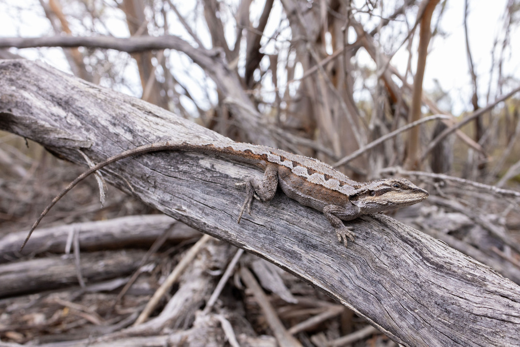 Mallee Tree Dragon (Amphibolurus norrisi)