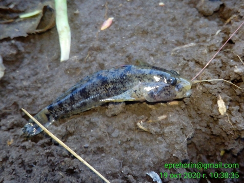 Eastern Tubenose Goby