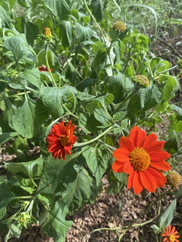 Red Sunflower