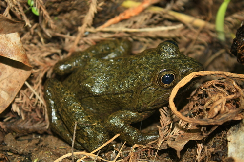 Zweifel's Frog