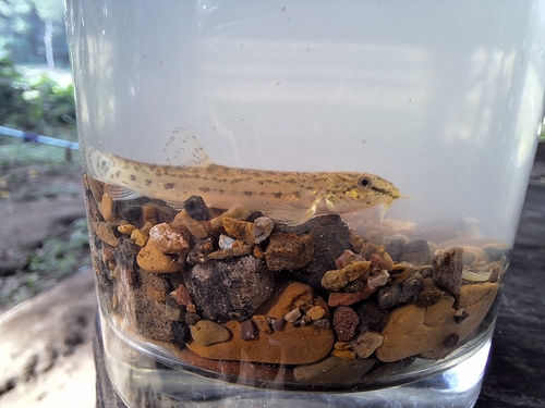 Lepidocephalichthys berdmorei