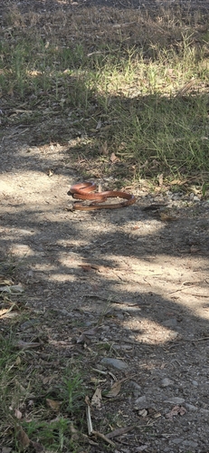 Brown Tree Snake sighting