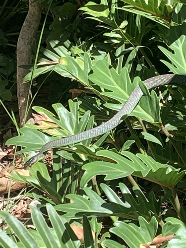 Common Tree Snake sighting