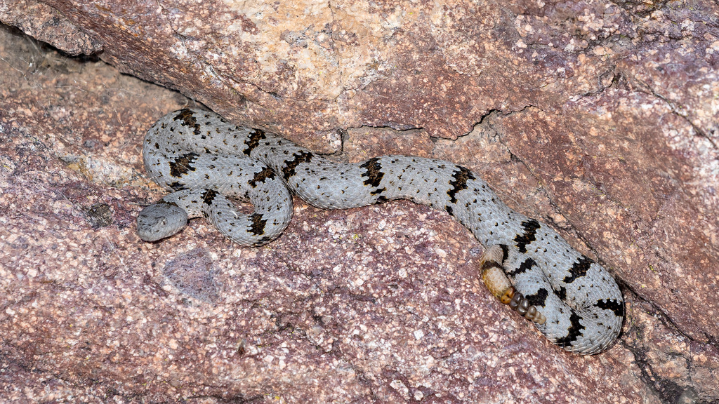 Banded Rock Rattlesnake in September 2024 by James Durgin · iNaturalist