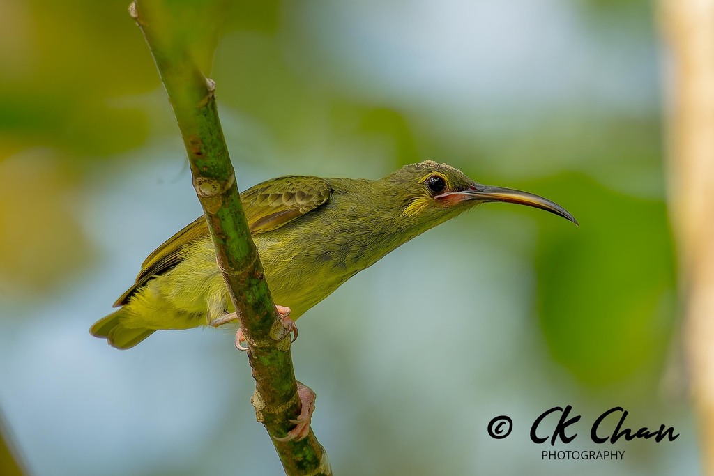 Yellow-eared Spiderhunter photo