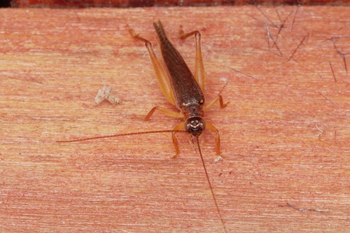 Mungda Insect Genus Munda · iNaturalist