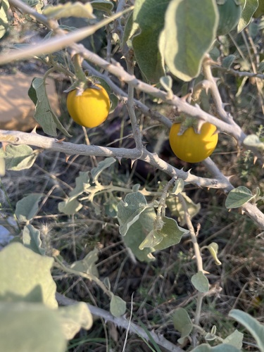 bitter tomato