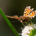 Polygonia c-album cognata - Photo (c) Muhammad Ayaz Mahmood, all rights reserved, uploaded by Muhammad Ayaz Mahmood