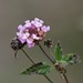 Lantana achyranthifolia - Photo (c) Tripp Davenport, όλα τα δικαιώματα διατηρούνται