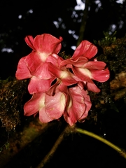 Paullinia serjaniifolia image