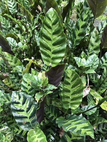 Goeppertia Lietzei · Inaturalist 
