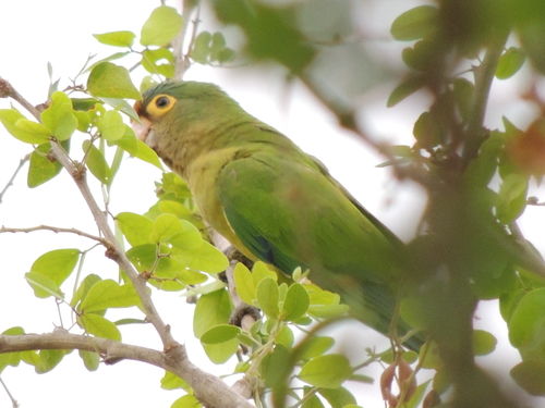 Orange-fronted Parakeet