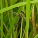 Microgomphus torquatus - Photo (c) Tanmaye G, todos los derechos reservados, subido por Tanmaye G