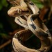 Dog-toothed Cat Snake - Photo (c) Chien Lee, all rights reserved, uploaded by Chien Lee