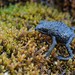 Roraima Bush Toad - Photo (c) Chien Lee, all rights reserved, uploaded by Chien Lee