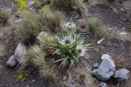 Mexican Sea holly