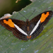 Adelpha cocala caninia - Photo (c) andersonwarkentin, all rights reserved, uploaded by andersonwarkentin