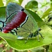 Regal Hairstreak - Photo (c) José Rogelio Cedeño Vázquez, all rights reserved, uploaded by José Rogelio Cedeño Vázquez